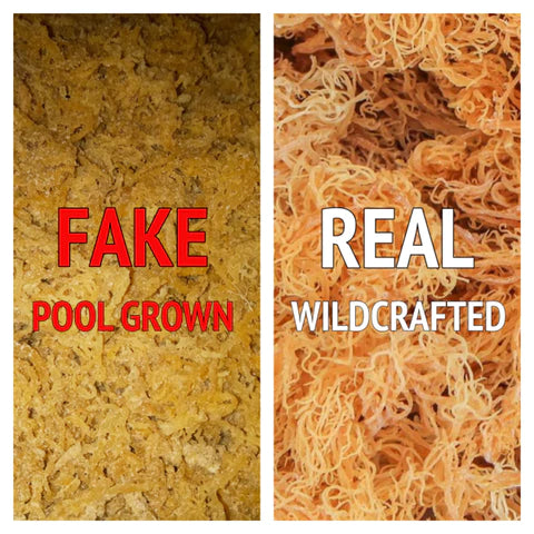 Difference Between Pool Grown and Wildcrafted Sea Moss