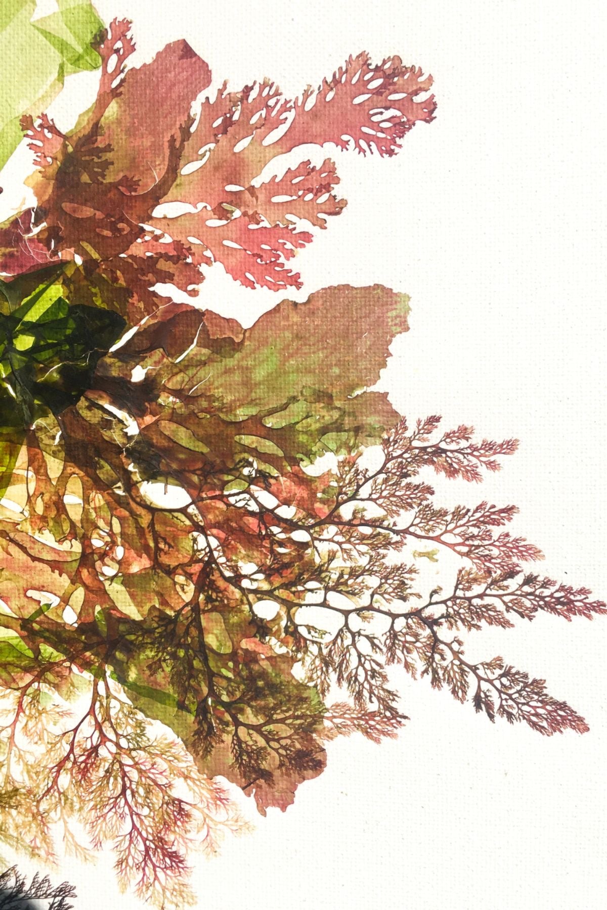 The Seaweed Solution: How Ocean Plants Fight Diabetes and Obesity