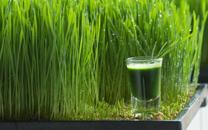 Wheat Grass with Oil of Oregano & lemon